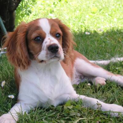 Hundewahl - Lennox, 14 Moante