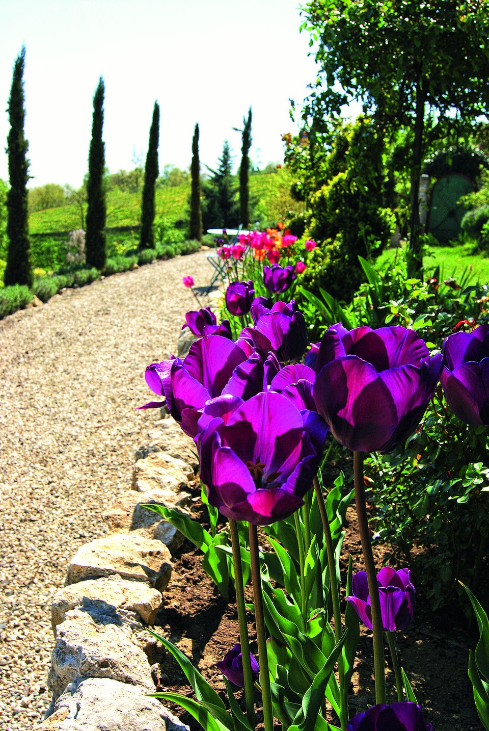 Traumhafte Tulpen: Expertin verrät die besten Tipps für den Garten