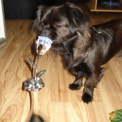 Hundewahl - Lennox, 14 Moante