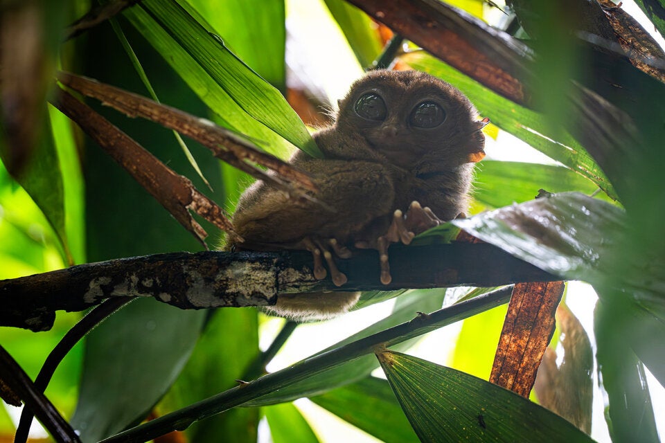 Tarsier von Bohol. Das nachtaktive Tier ist extrem scheu und besitzt die größten Augen im Verhältnis zur Körpergröße im Tierreich.