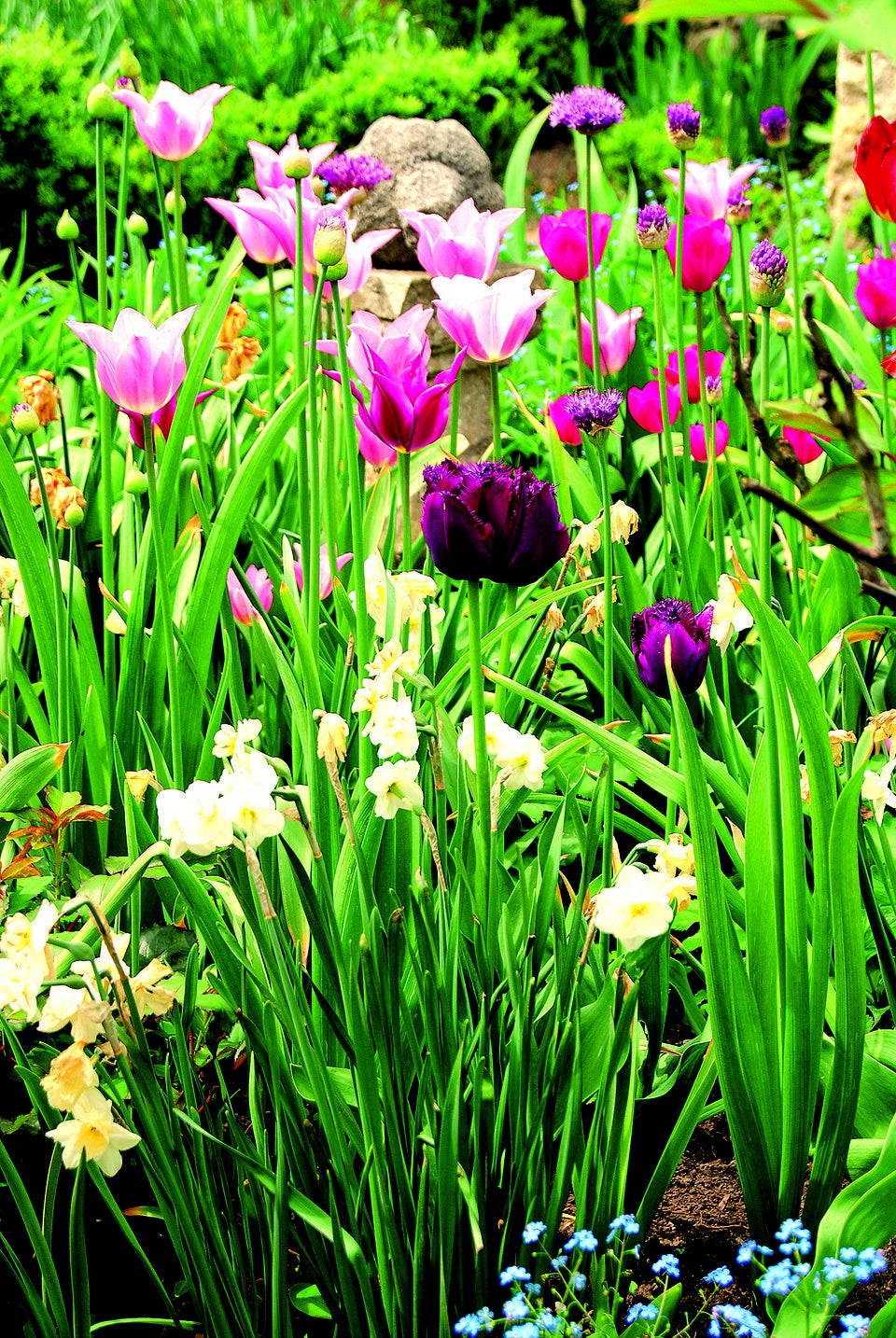 Traumhafte Tulpen: Expertin verrät die besten Tipps für den Garten