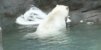 Killer-Eisbär frisst Krähe