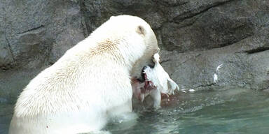 Killer-Eisbär frisst Krähe