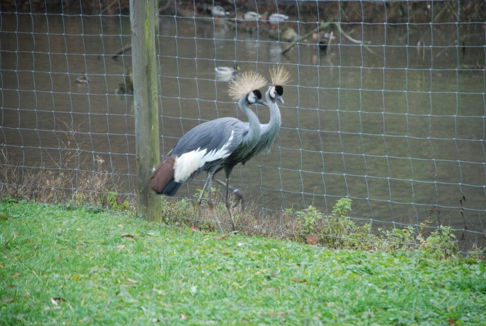 Vogelgrippe-Alarm im Tierpark Haag