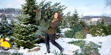 So viel zahlt man heuer f&uuml;r einen Christbaum aus Nieder&ouml;sterreich