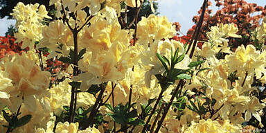 D&uuml;rfen weder zu trocken noch zu feucht stehen