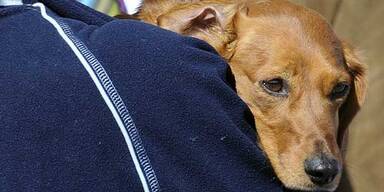 Brutal: Mann erstach Dackel mit Gabel