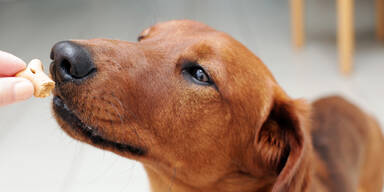 Erstes Dackelmuseum er&ouml;ffnet