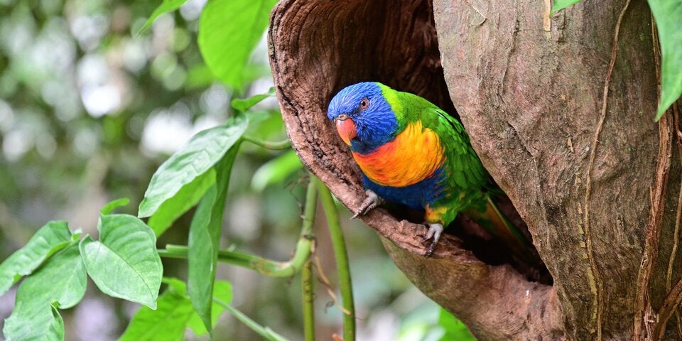 Daintree Nationalpark, Australien 