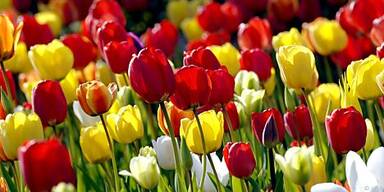 Damit die Blumen im Frühjahr blühen