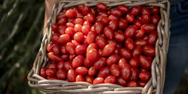 Paradeiser am 1. Platz: AMA-Marketing feiert heimisches Lieblingsgemüse
