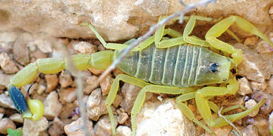 Auf Terrarium gefallen: Skorpion stach Besitzer