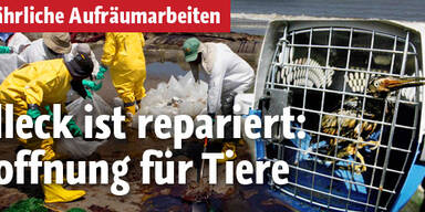 Ölpest macht die Arbeiter krank