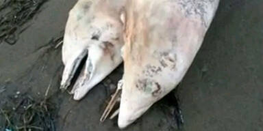 Zweik&ouml;pfiger Delfin an Land gesp&uuml;lt