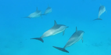 Delfinen Babytalk 2.PNG