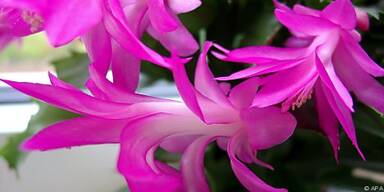 Den Weihnachtskaktus gibt es in diversen Farben