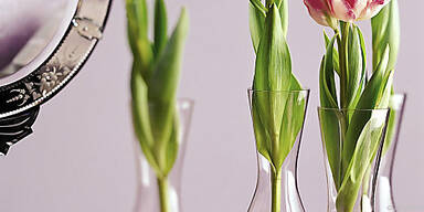 Der Blick aufs Wurzelwerk wird frei