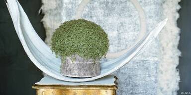 Robuste Exoten: Kiwis aus dem eigenen Garten