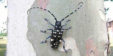 Der Citrusbockk&auml;fer kommt urspr&uuml;nglich aus Asien