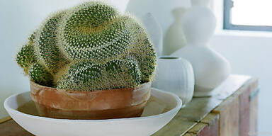 Der Kugelkaktus Ferocactus latispinus