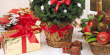 Der Weihnachtsbaum im Topf ist noch W&auml;rme gewohnt