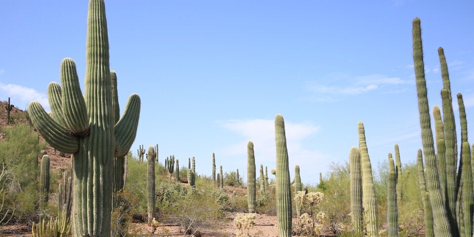 Die Top-Sportereignisse in den USA