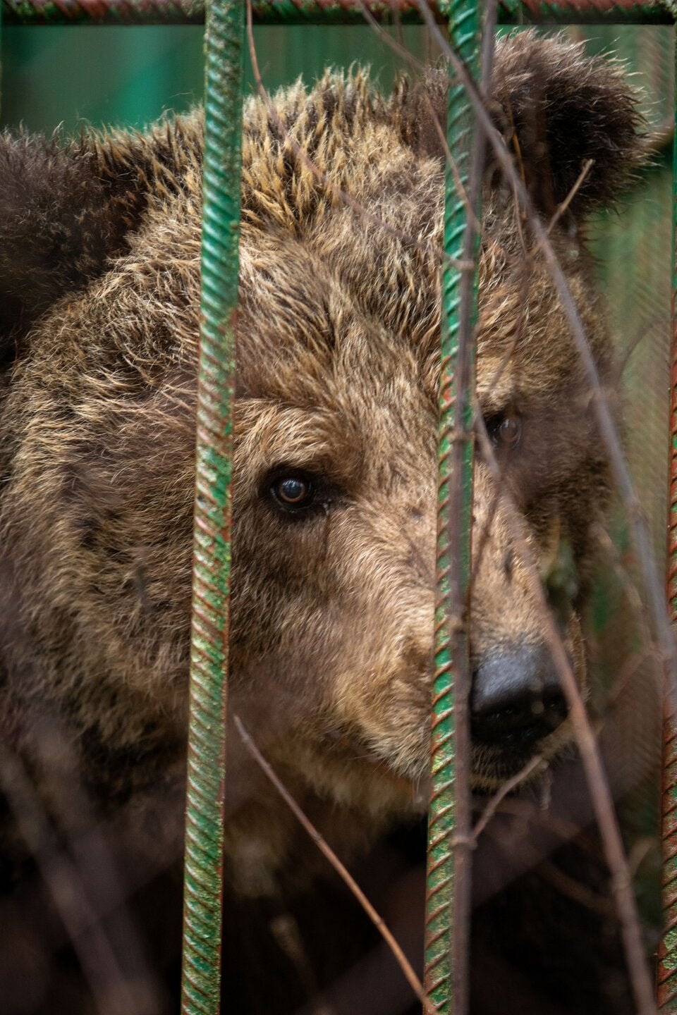 Endlich! MICI ist Niederösterreicherin!