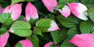 Robuste Exoten: Kiwis aus dem eigenen Garten