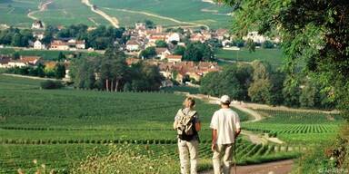 Die Landschaft ist von Weinbergen gepr&auml;gt