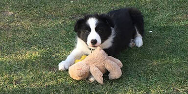 Kopie von Diego Hunde-Wahl 2019