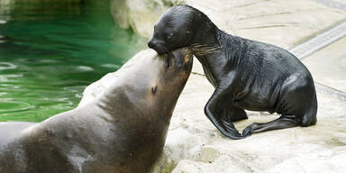 Robbenbaby wagte erste Schwimmversuche
