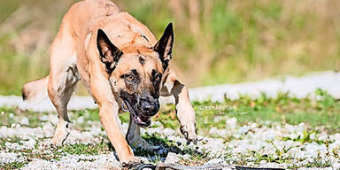 Asylwerber bunkerte Drogen im Gefrierfach