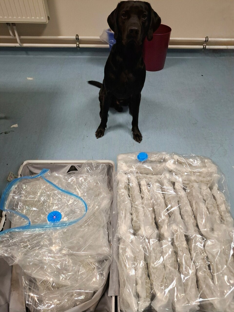 Drogen am Flughafen sichergestellt.