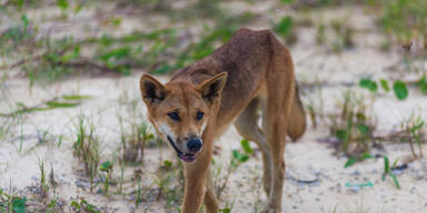 Dingo-Attacke: Bub (2) schwer verletzt