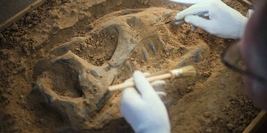 Rekord-Fund: Forscher stoßen bei Grabung auf neue Dino-Spezies
