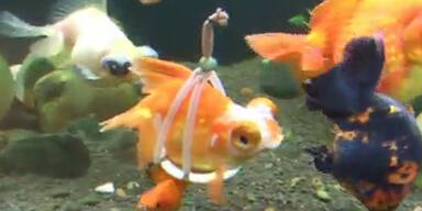 Behinderter Goldfisch erhält Schwimmhilfe