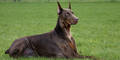 Dobermann