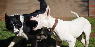 Kampfhunde zerfleischen Kleinkind