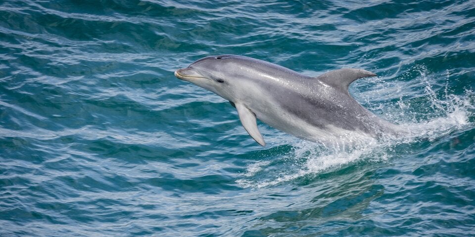 Dolphin