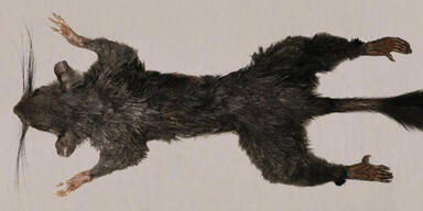 DAS ist das ultimative Pok&eacute;mon!