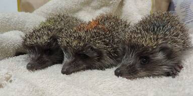 Drei s&uuml;&szlig;e Igelbabys werden liebevoll aufgep&auml;ppelt