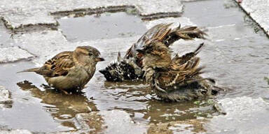 Drina Vogel Hochwasser
