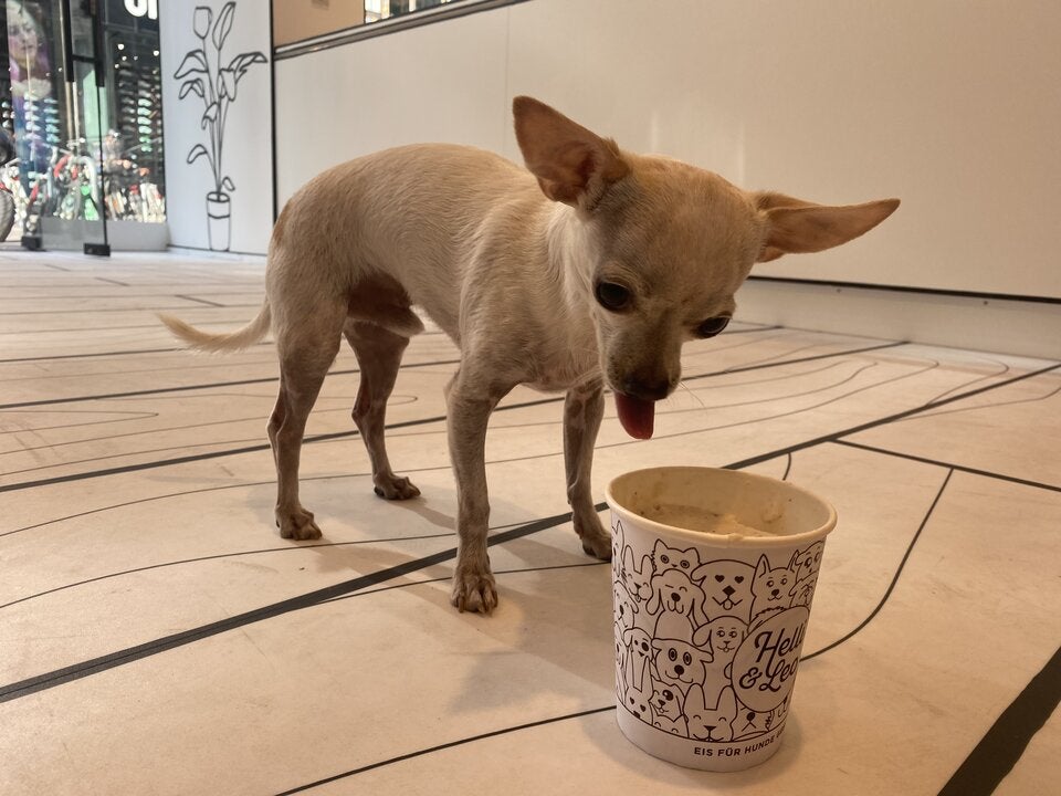 Eiscreme für Hund und Herrl