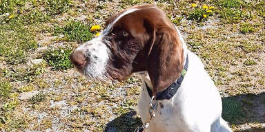 Hund von B&uuml;rgermeisterin mit 70 Schrotkugeln get&ouml;tet