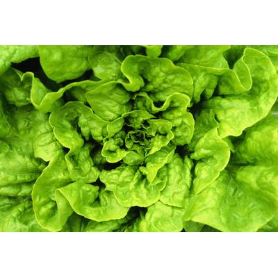 Lebensmittel ohne Kohlenhydrate