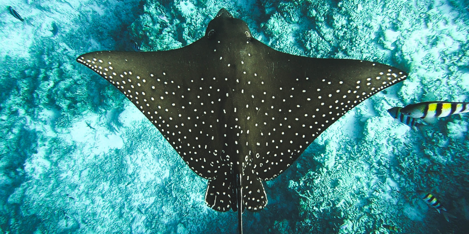 Belize: Karibische Strände & uralte Maya-Kultur