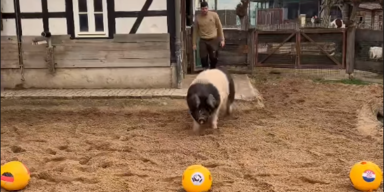 Eber "Eberhard" grunzt &Ouml;sterreich ins EM-Halbfinale