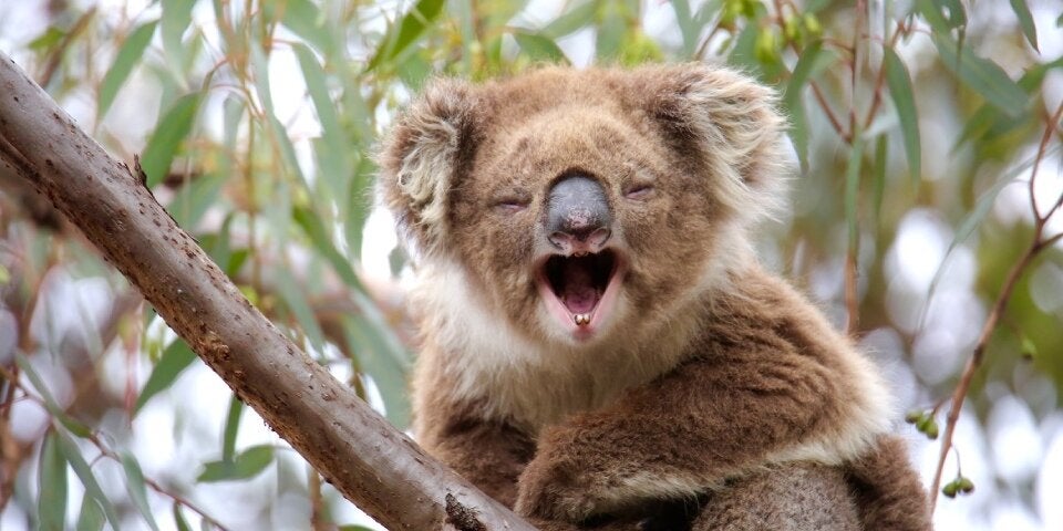 Echidna Walkabout Nature Tours