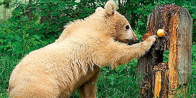 Süßer Bär erhängt sich beim Spielen