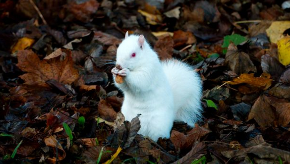 Richard Waugh / SWNS.COM